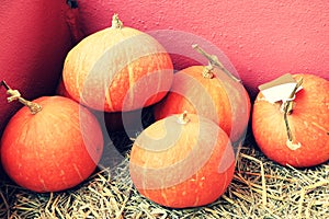 Stacking of pumpkins at the agricultural storage shed