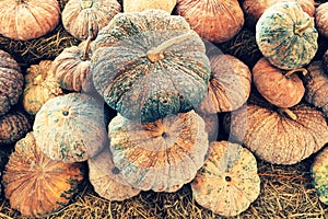 Stacking of pumpkins at the agricultural storage shed