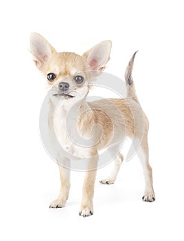 Stacking purebred chihuahua puppy