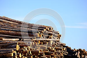 stacks of cut lumber wood tree trunks in lumber yard