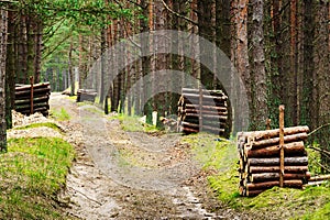 Stacks of felled pine tree trunk logs along road in evergreen coniferous forest.