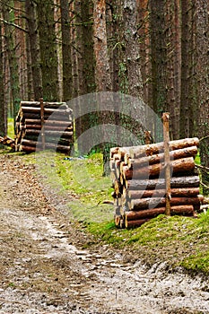 Stacks of felled pine tree trunk logs in evergreen coniferous forest.