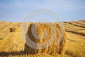 the stacks on the field with straw and sheaves