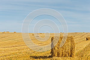 the stacks on the field with straw and sheaves