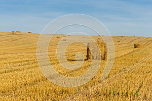 The stacks on the field with straw and sheaves