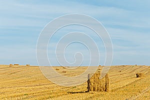 the stacks on the field with straw and sheaves