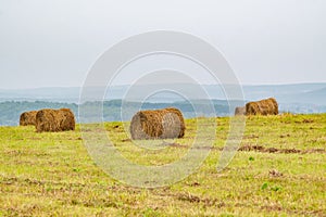 Stacks of fresh hay, rolled up in a roll lie on the hill