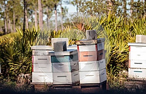 Stacks of langstroth bee hives with honeybees flying