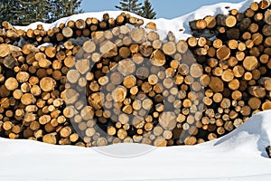 Stacks of logs cut by loggers in the snow