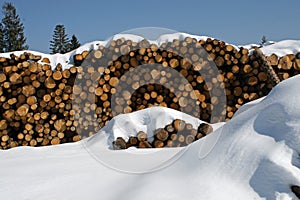 Stacks of logs cut by loggers in the snow