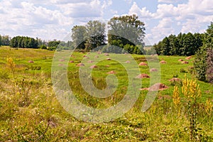 Stacks of mowed hay in the meadow, forest in the distance. Haymaking. Summer landscape