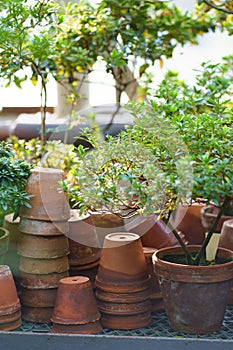 Stacks of old ceramic pots for cultivation of houseplants, azalea plant in winter garden or orangery