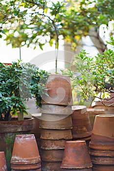 Stacks of old ceramic pots for cultivation of houseplants, azalea plant in winter garden or orangery