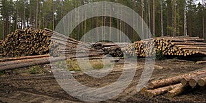 Stacks of pine logs against pine forest