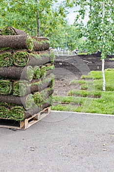 stacks of sod rolls for new lawn for landscaping. Lawn grass in rolls on pallets. rolled grass lawn is ready for laying