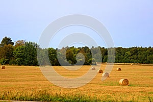 Stacks of straw - bales of hay, rolled into stacks