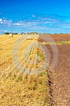 Stacks of straw - bales of hay, rolled into stacks