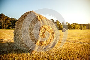 Stacks of straw in the farm field