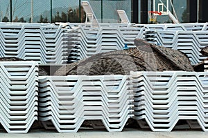 Stacks of white plastic chaise-lounge beach beds