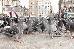 Stadsduif, Feral Pigeon, Columba livia