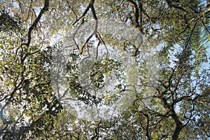 The Stady Tree in Forest