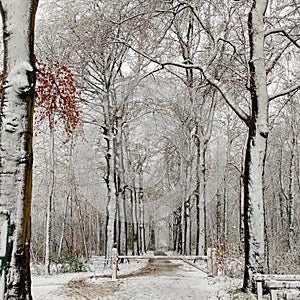 Snow trees