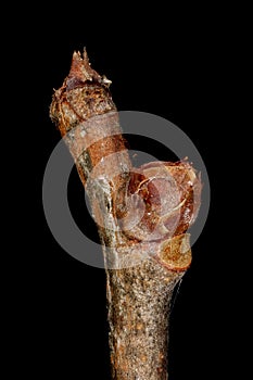 Staff Vine (Celastrus orbiculatus). Pseudoterminal Bud Closeup