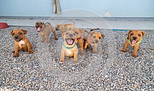 Staffbull gang puppies crew smiling
