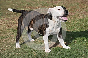 Staffie Dog