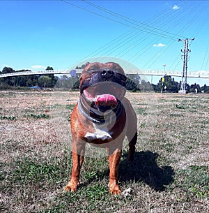 Stafford Bull Terrier