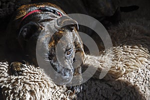 Stafford Bull Terrier lay on sheep blankets, with mischief in my eyes in e