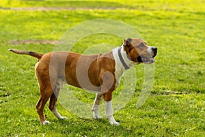 Stafford dog sits in the park on the grass.