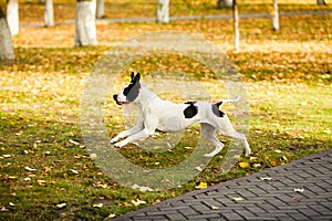 Stafford jumping in park oudoor