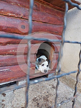 A Stafford-Pitbull mix is â€‹â€‹lying in its box house