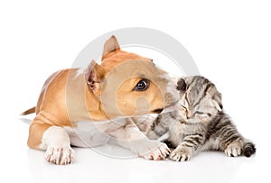 Stafford puppy biting little tabby kitten. isolated on white photo
