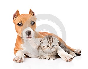 Stafford puppy embracing small scottish kitten. isolated on white photo