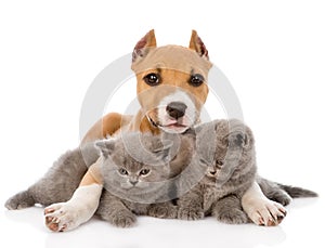 Stafford puppy embracing two kittens. isolated on white