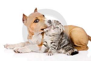 Stafford puppy kisses a scottish kitten. isolated on white photo