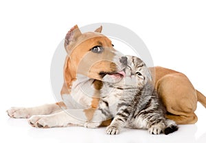 Stafford puppy kissing little tabby kitten. isolated