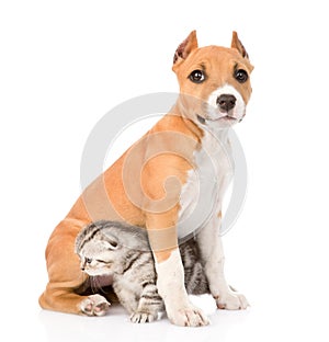 Stafford puppy with kitten. isolated on white background
