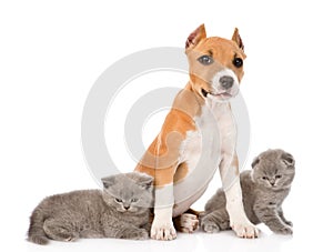 Stafford puppy with kittens. isolated on white background