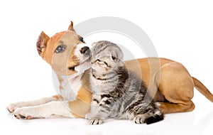 Stafford puppy licks a scottish kitten. isolated on white backgr