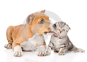 Stafford puppy licks a scottish kitten. isolated on white photo