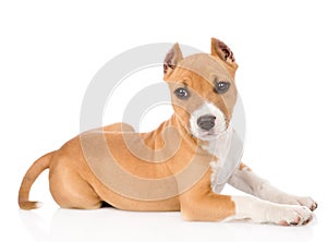 Stafford puppy looking at camera. isolated on white background