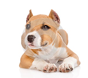 Stafford puppy lying in front. isolated on white background