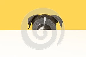Stafford puppy peaking over a white edge on a yellow background