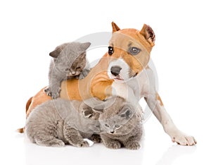 Stafford puppy playing with kittens. isolated on white background