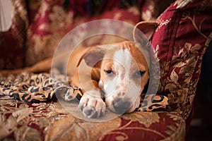 A Stafford puppy resting on a chair