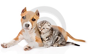 Stafford puppy and scottish kitten together. isolated