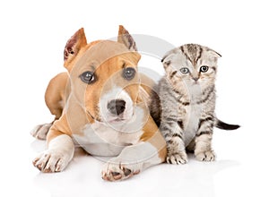 Stafford puppy and scottish kitten together. isolated photo